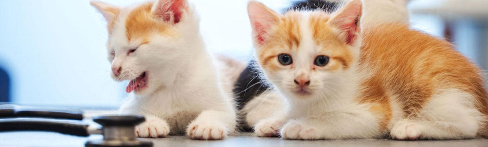 Babykatzen in der Tierarztpraxis Theurl in Nattes