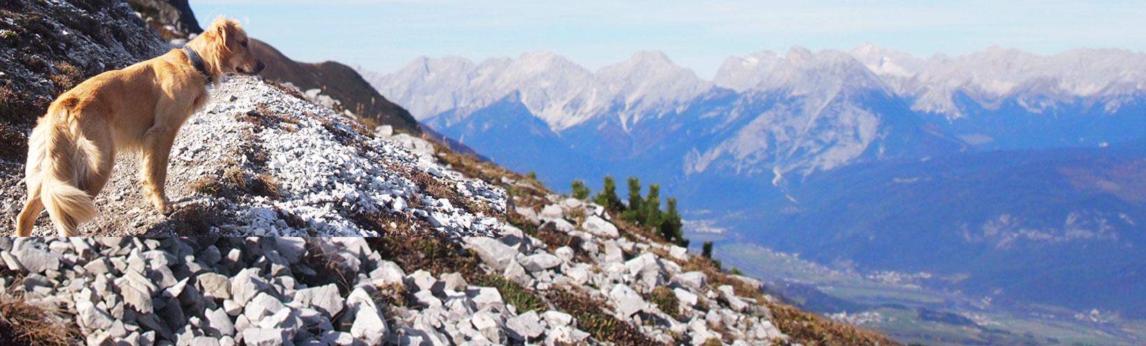 Golden Retriever am Berg Headerbild Tierarzt Theurl Natters