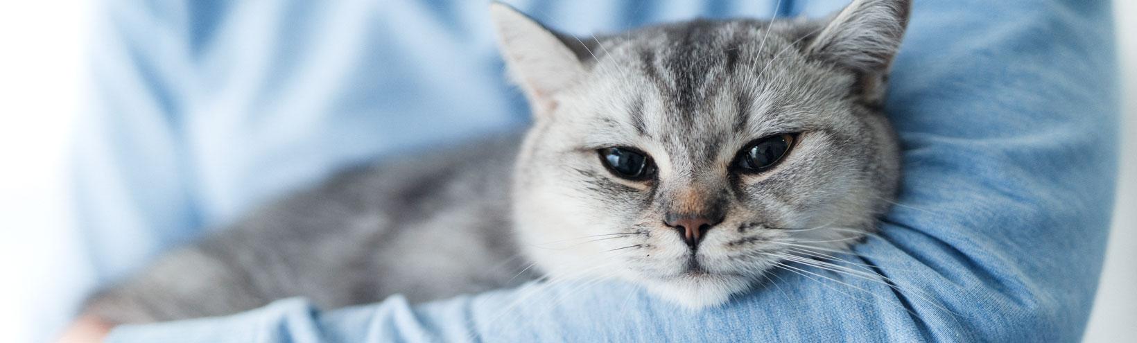 Katze im Arm in der Tierarztpraxis Theurl Nattes